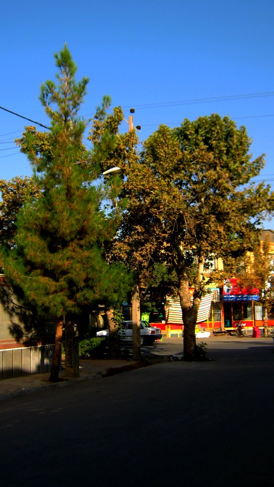 Trees in sidewalk of 17 Shahrivar st - Nishapur 2