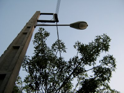 Trees - Qavami st - Nishapur 3