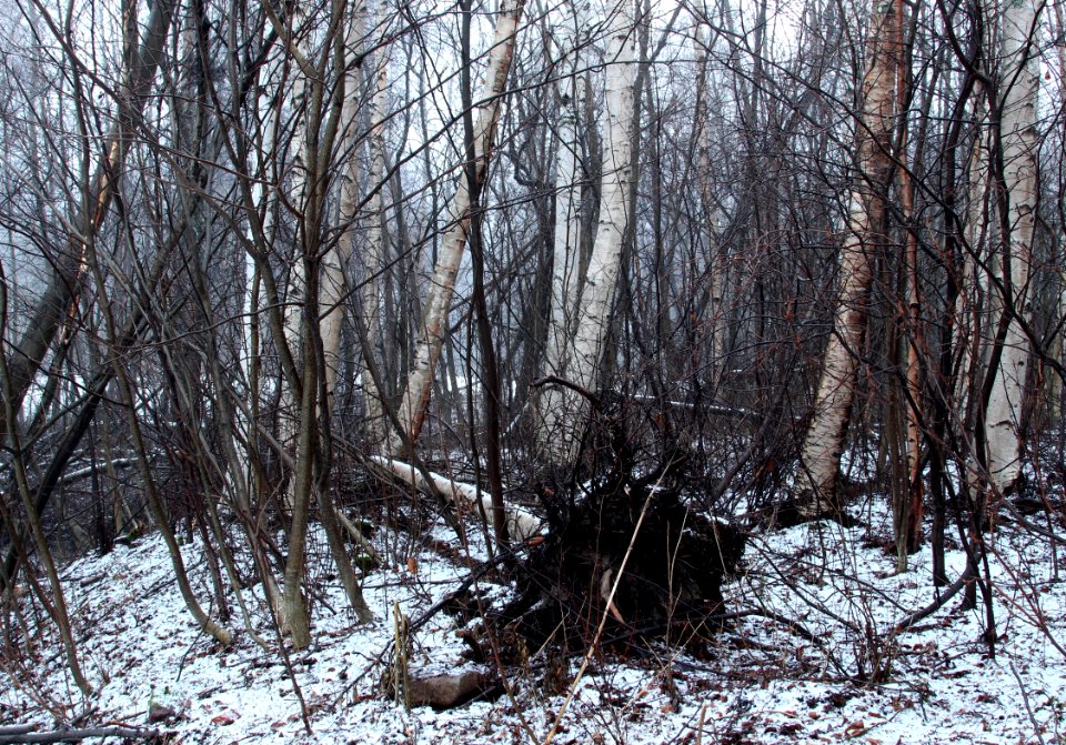 Trees Pikisaari Oulu 20140101
