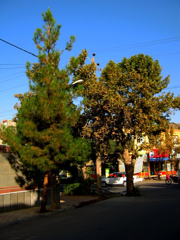 Trees in sidewalk of 17 Shahrivar st - Nishapur 3