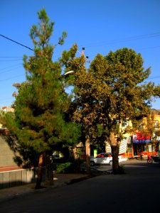 Trees in sidewalk of 17 Shahrivar st - Nishapur 3
