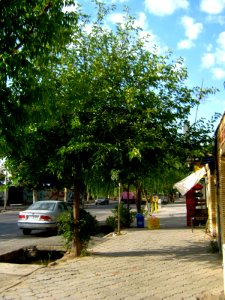 Trees near Railway station of Nishapur 1