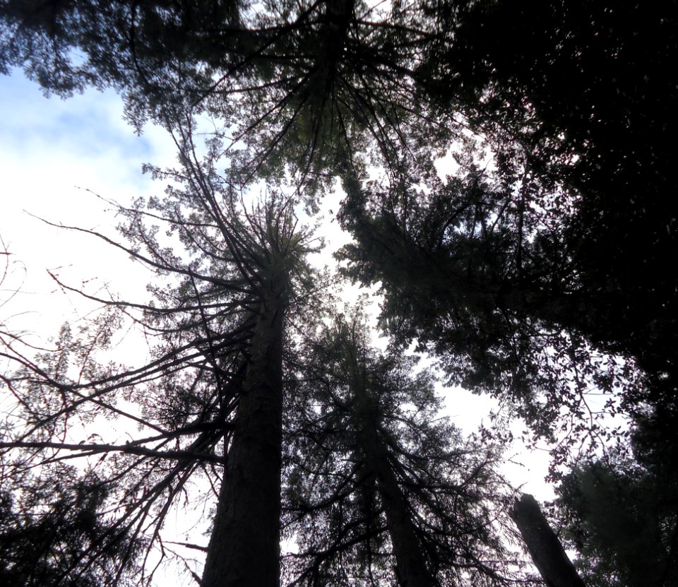Trees in Castle Rock State Park looking up