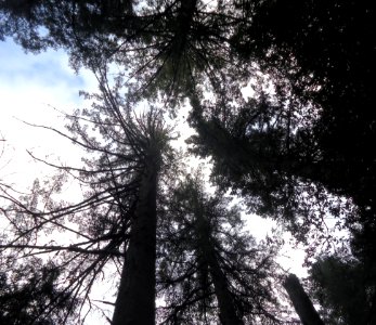 Trees in Castle Rock State Park looking up photo