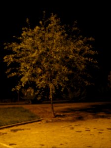 Trees - Night - Amin Islami Garden (1) photo