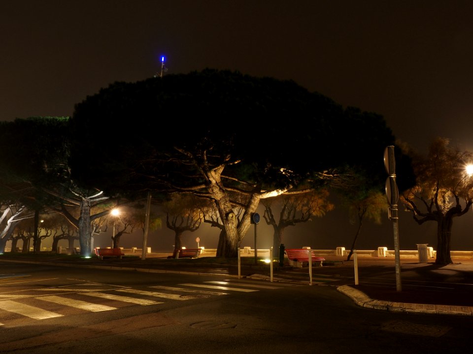 Trees In The Fog (189040487)