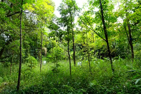 Trees - Chengdu Botanical Garden - Chengdu, China - DSC03403