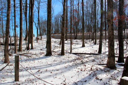 Trees in Sawnee Mountain preserve, Jan 2017 2