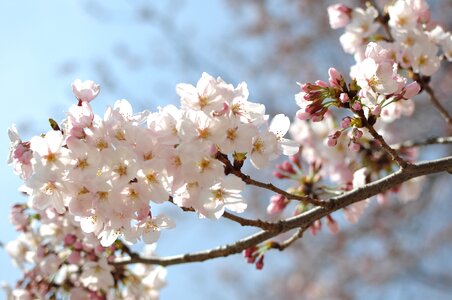 Cherry blossom close-up japan photo