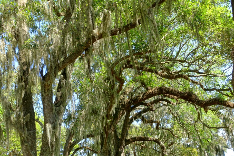 Trees - Bok Tower Gardens - DSC02289