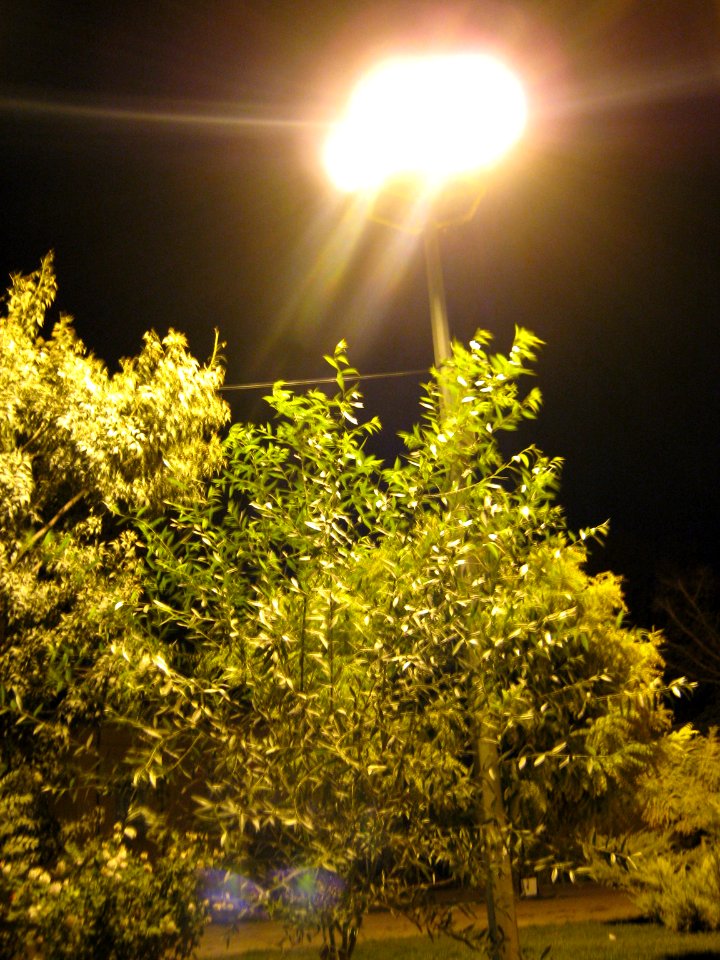 Trees - Night - Amin Islami Garden (4)