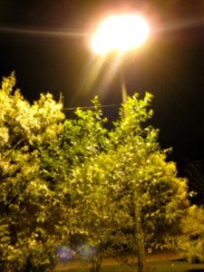 Trees - Night - Amin Islami Garden (4) photo