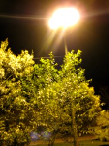 Trees - Night - Amin Islami Garden (4)