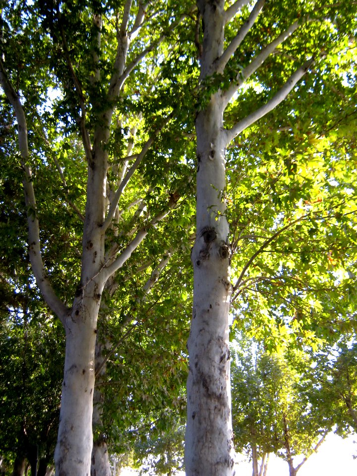 Trees - khayyam boulevard - Nishapur 1