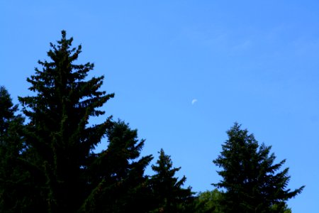 Trees with blue sky photo