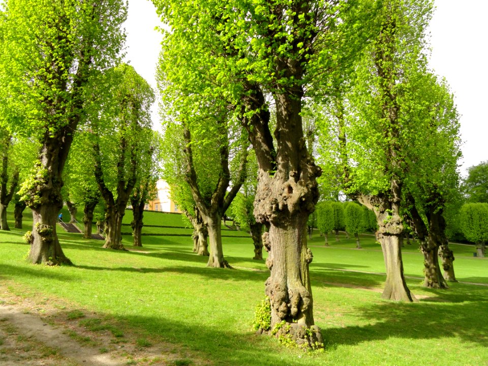 Trees - Frederiksberg Have - Copenhagen - DSC08928