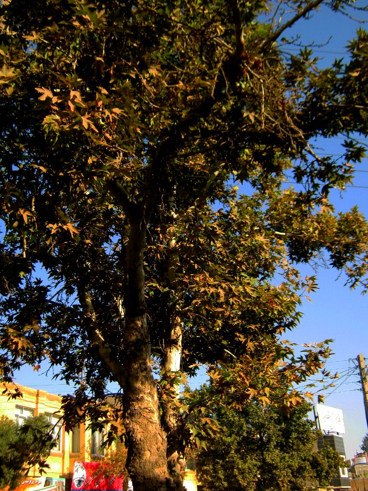 Trees in sidewalk of 17 Shahrivar st - Nishapur 6