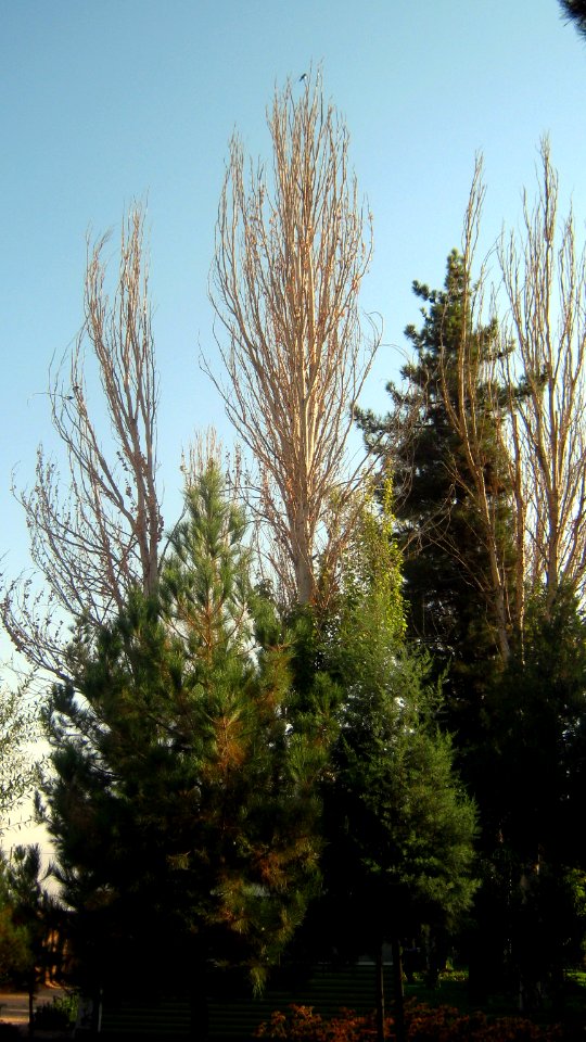 Trees - Mausoleum of Attar - morning - Nishapur 1