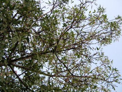 Trees - Qavami st - Nishapur 5