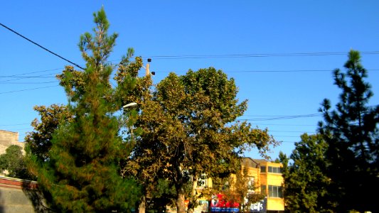 Trees in sidewalk of 17 Shahrivar st - Nishapur 1