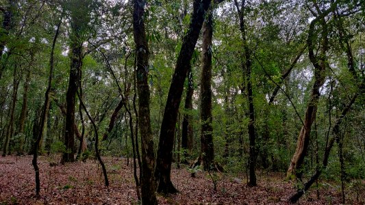 Trees of Mawphlang Sacred Forest Meghalaya