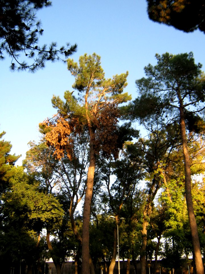 Trees - pavement - Mohammad Al Mahruq Mosque - Nishapur 3