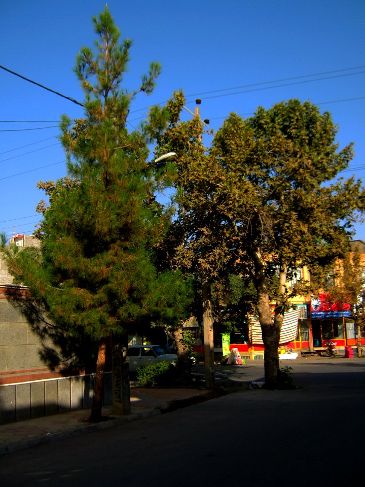 Trees in sidewalk of 17 Shahrivar st - Nishapur 5