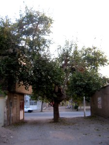 Trees in Navab st - Nishapur 2