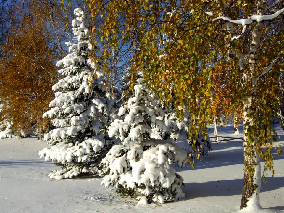 Trees Tuira Oulu 20061029