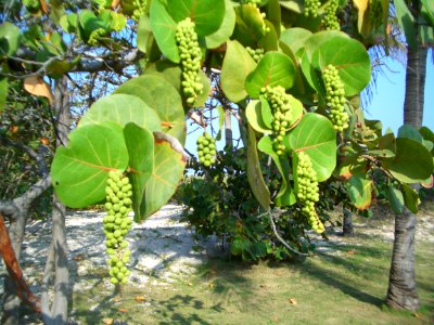 Trees in Varadero