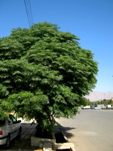 Trees in Simorgh st - Nishapur 2