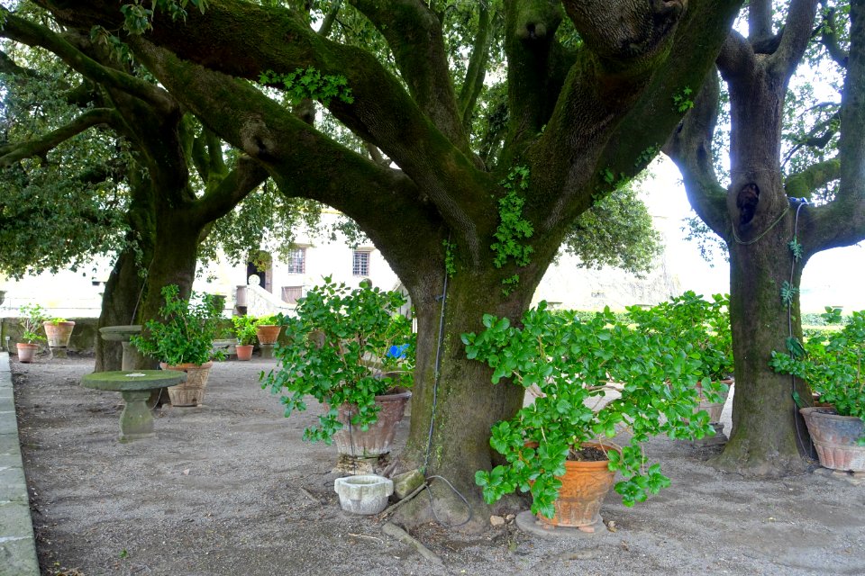 Trees - Castello Ruspoli - Vignanello, Italy - DSC02757