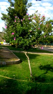 Trees near Railway station of Nishapur 3