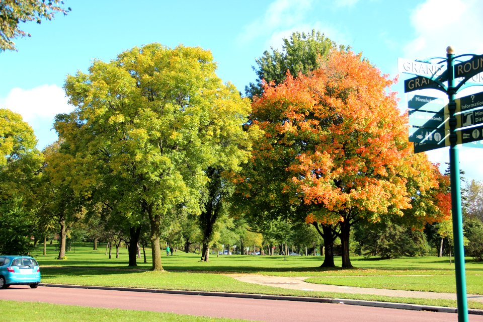 Trees in Lake Nokomis park, Oct 2017