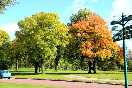Trees in Lake Nokomis park, Oct 2017