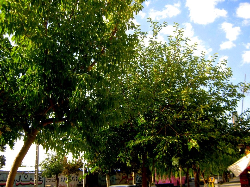 Trees near Railway station of Nishapur 2