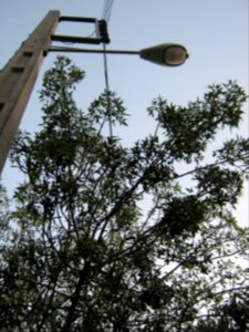 Trees - Qavami st - Nishapur 1