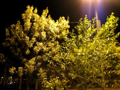 Trees - Night - Amin Islami Garden (3) photo
