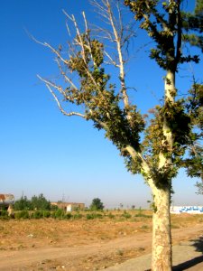 Trees - Erfan blv - Nishapur 6