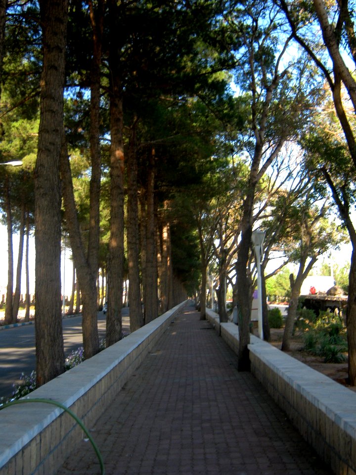 Trees - Erfan blv - Nishapur 7