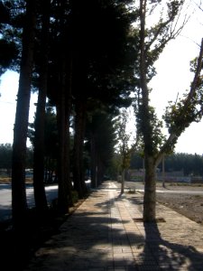 Trees - Erfan blv - Nishapur 3