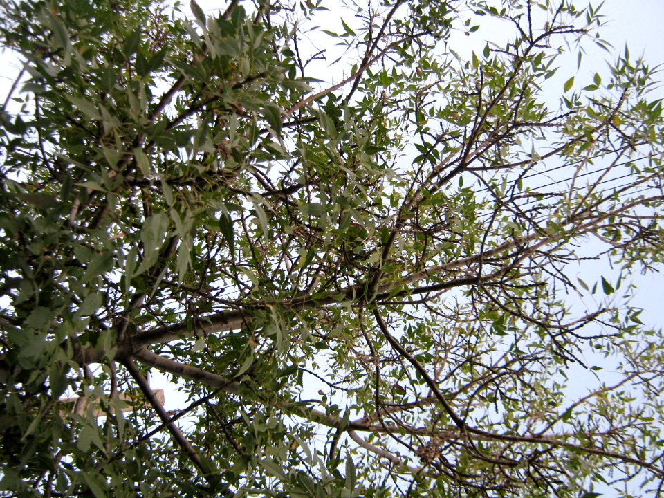 Trees - Qavami st - Nishapur 2