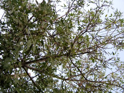 Trees - Qavami st - Nishapur 2