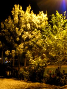 Trees - Night - Amin Islami Garden (2) photo