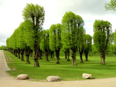 Trees - Frederiksberg Have - Copenhagen - DSC08925