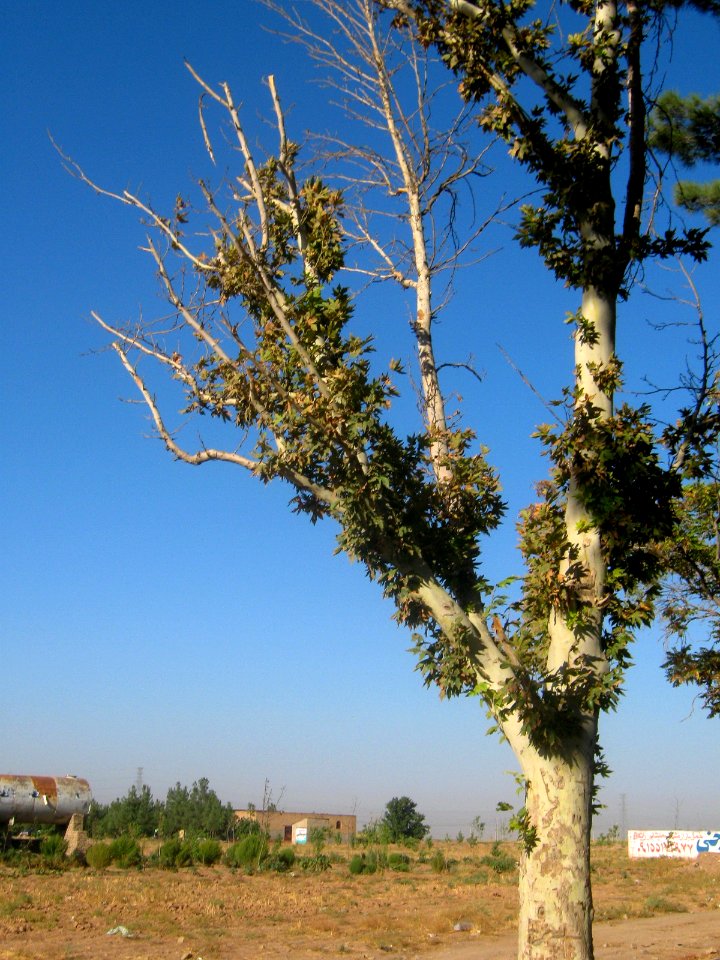Trees - Erfan blv - Nishapur 5