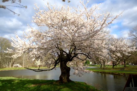 Tree flowering near lake in Nomahegan park NJ photo