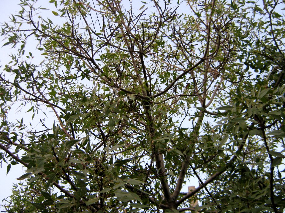 Trees - Qavami st - Nishapur 4