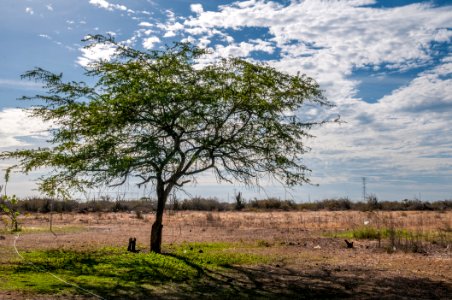 Tree in Xerophile in Isla Margarita