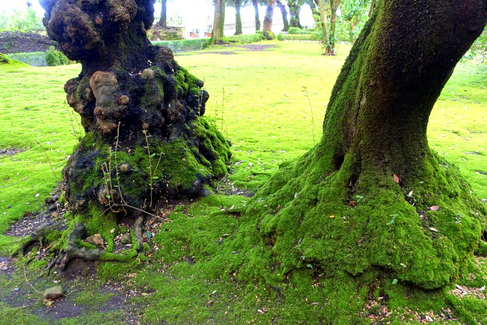 Tree trunks - Barberini Gardens - Castel Gandolfo - DSC04351